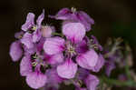 Pineoak jewelflower